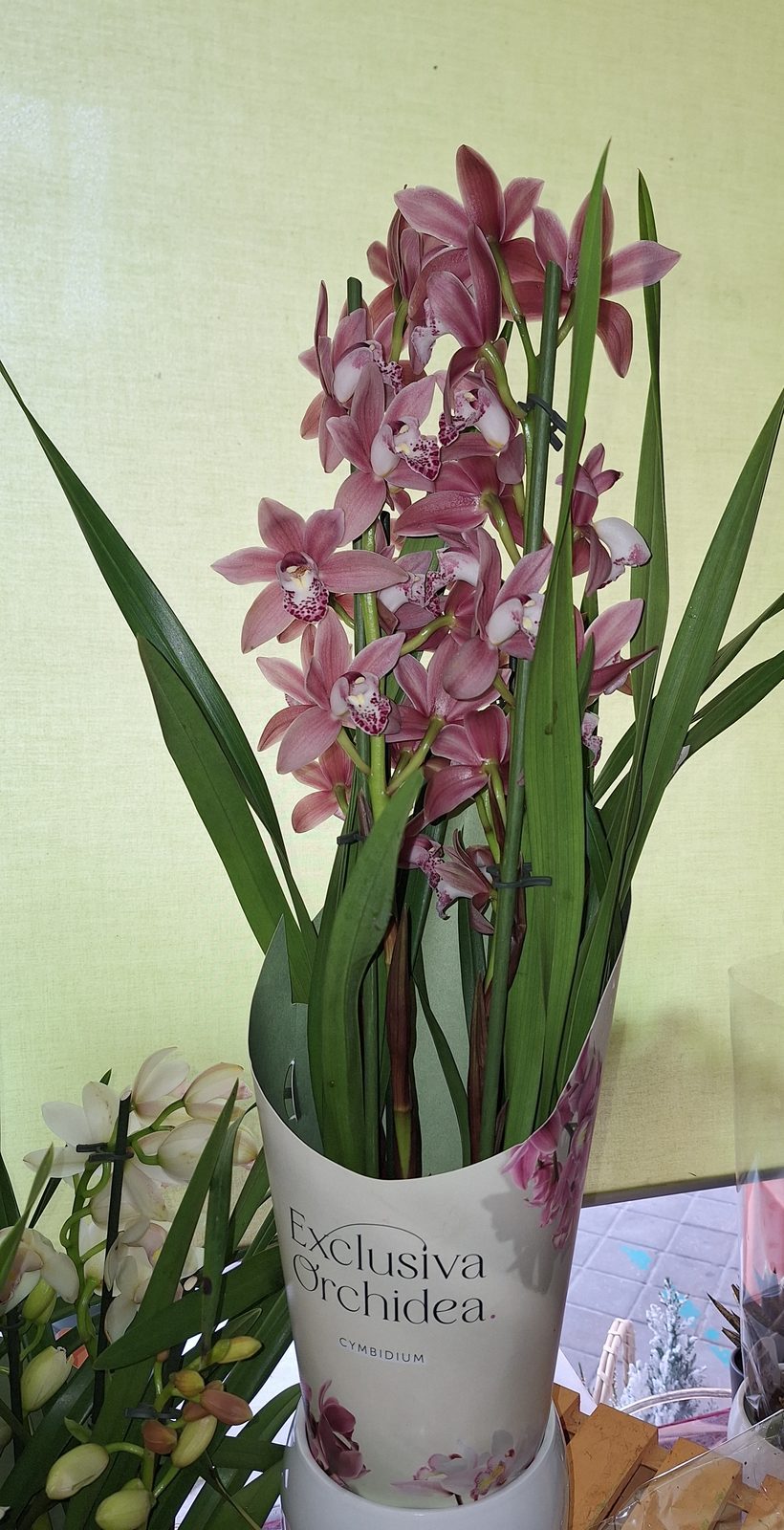 Orquídea Cymbidium en maceta
